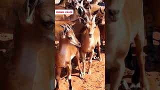 GoatDeer hybrid rooftop GOAT farming facts earn pets animals [upl. by Ashlen204]