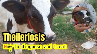 Theileriosis How to diagnose and treat Theileriosis in calves with exophthalmia Theileria [upl. by Sato]