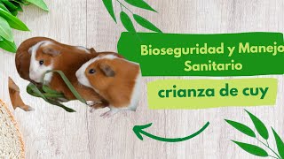 Bioseguridad y manejo sanitario en la crianza de cuy cuyes cuyicultura cobayas [upl. by Eikcim749]