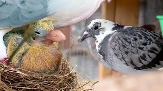 We secretly raised PIGEONS for 8 months Here’s what happened [upl. by Sarah]