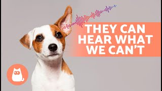 6 SOUNDS That Only DOGS CAN HEAR 🐶🔊 [upl. by Gausman]