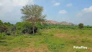 farm land and investment land for sale madurai 9952221874 [upl. by Yhtorod223]