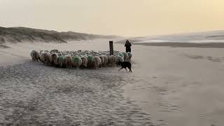 Kust met Landschapsbeheer door een schaapskudde [upl. by Ojyram]