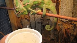 Veiled Chameleon eats crickets [upl. by Harness]