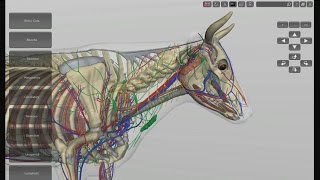 3D Bovine Anatomy Software  v10 [upl. by Briant]