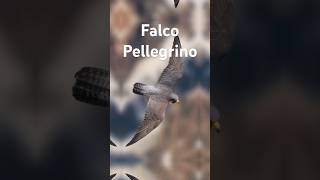 Il Falco Pellegrino Il Predatore dei Cieli [upl. by Esetal]