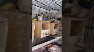 Common gouldian finch breeder colony [upl. by Aniras]