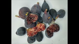 Getting MORE FRUIT from your FIG Trees in COLD CLIMATES [upl. by Nurat]