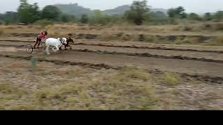 Bailgada sharyat  Bailgada song  Bailgada status  maharashtra Bailgada sharyat बैलगाडा शर्यत [upl. by Mahalia271]