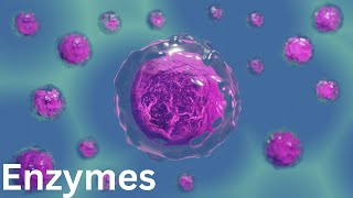 All about Enzymes  What are Enzymes  Enzyme Structure and Functions [upl. by Aicelaf]