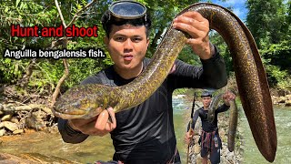 Hunt and shoot Anguilla bengalensis fish very big and long [upl. by Anehta549]