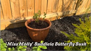 Planting ‘Miss Molly’ Buddleia Butterfly Bush in Terracotta clay pots [upl. by Mcclish]