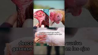 3 SECRETOS del moquillo en las aves 🐔 [upl. by Patrica4]