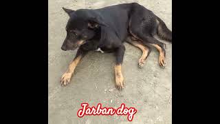 jarban bog dengr dog famis [upl. by Idou]