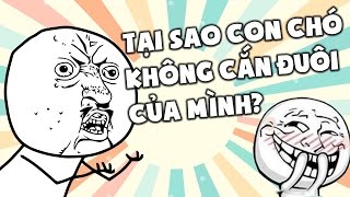 ỨNG DỤNG HỎI NGU  TROLL BỐ MÀY ĐẾN THẾ LÀ CÙNG [upl. by Nilra442]