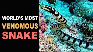 Worlds Most Venomous Snake  Belcher’s Sea Snake [upl. by Ladnik840]