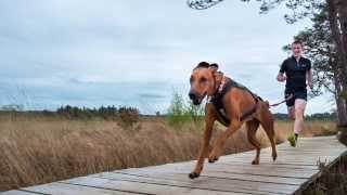 How to measure a Canicross harness for a strong pulling dog Non Stop Freemotion Harness [upl. by Dolora777]