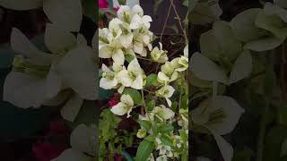 flowers red lilyorchids white Bougainvillea🌺 [upl. by Drexler]