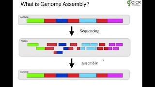 The Fundamentals of Genome Assembly [upl. by Agnew]