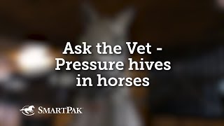 Ask the Vet  Pressure hives in horses [upl. by Atinuaj520]