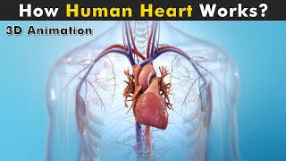 Human Heart Anatomy And Physiology  How Human Heart works 3D Animation [upl. by Nahallac]