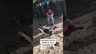 el PAVO quiere VIVIR 🤣 reelsviral humor virals [upl. by Sidras112]