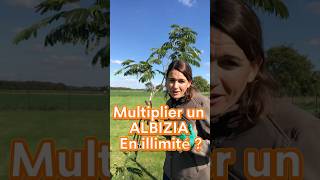 Comment multiplier un ALBIZIA jardin plant arbre albizia bouture flowers tree cut nature [upl. by Lear]