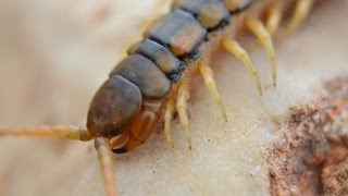 רבנדל ארסי  Megarian banded centipede Scolopendra cingulata [upl. by Macfarlane895]