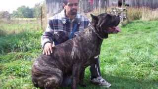 Cane Corso Female 143 lbs [upl. by Nosmoht]