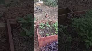 Raised Bed Gardens [upl. by Love]