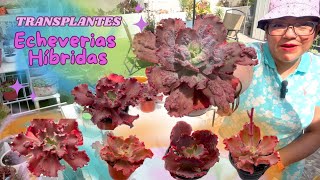 ✅ TRANSPLANTES ECHEVERIAS HIBRIDAS Y CUIDADOS 🧑🏼‍🌾 [upl. by Airottiv993]