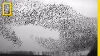 Flight of the Starlings Watch This Eerie but Beautiful Phenomenon  Short Film Showcase [upl. by Nnasor]