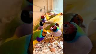 Gouldian Finch Aviary bird birds finch aviary finches [upl. by Maryanna]