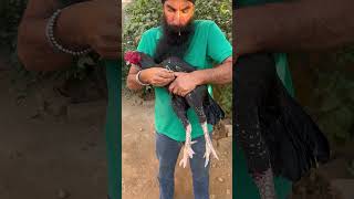 aseel murga ko injection kasa lghayaviral aseel hjvlogsjammu youtubeshorts shorts animals [upl. by Yddeg198]