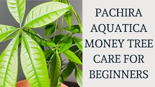 How to Care For Pachira Aquatica Plant Money Tree Pachira Aquatica Plant Care Money Tree Care [upl. by Anele700]