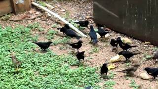 Yellowshouldered Blackbirds Puerto Rico [upl. by Norabal]