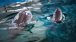 Achievements made in artificial breeding and reproduction of Yangtze finless porpoise [upl. by Halfon146]