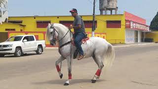 Um dos cavalos da Cavalgada Nova Esperança [upl. by Eusebio]