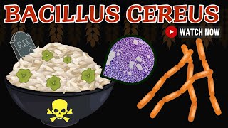 Bacillus Cereus Spore That Could Kill You  Animated Microbiology Comprehensive Overview [upl. by Heyde908]