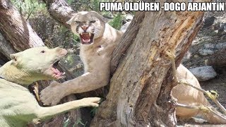 Pumayı Boğarak Sahibini Kurtaran DOGO ARGENTİNO Dogo Argentino vs Puma Strongest dogs [upl. by Nylednarb862]