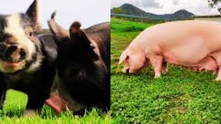 TOP 5 BEST Pig Breeds for Meat Production [upl. by Gabrielle688]