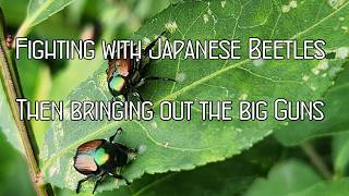 Fighting Japanese Beetles [upl. by Raasch]