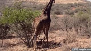 Funny Giraffe Video Clips [upl. by Maram167]