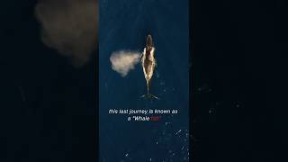 What Happens to a BLUE WHALE When It Dies oceanlife deepseamystery [upl. by Stoll]