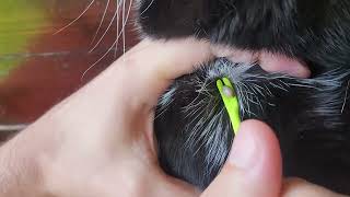 How to remove ticks from the cat I Part 6  Muzzy did it again [upl. by Dric]