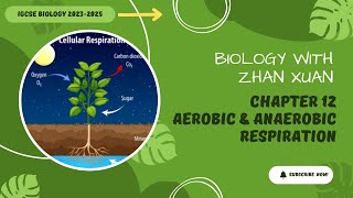 IGCSE Biology  Chapter 12  Respiration [upl. by Brett127]