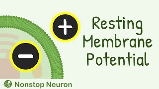 Resting Membrane Potential  How Resting Membrane Potential is Generated [upl. by Assirialc263]