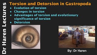 Torsion and Detorsion in Gastropoda [upl. by Kennedy]