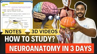 Neuroanatomy in 3 Days  How to study Neuroanatomy mbbs 1st Year [upl. by Samul]