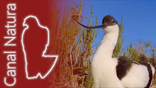 Avoceta común Recurvirostra avosetta Pied Avocet [upl. by Kwok]